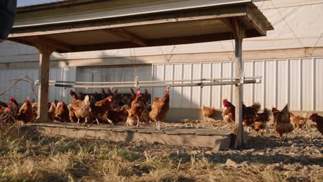 Chickens-gathered-at-water-fountain-trough-at-sunrise,-wide-shot-slow-motion-hen-behavior-on-pasture-raised-rural-farm
