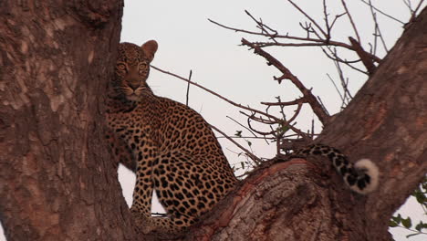 Un-Leopardo-Observa-Algo-Intensamente-Mientras-Está-Encaramado-En-Un-árbol-Bajo-El-Brillo-Dorado-Del-Sol-Africano.