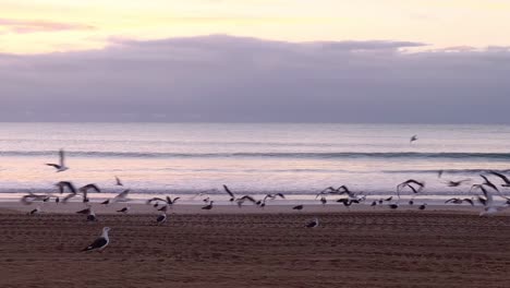 Sunrise-on-the-beach,-seagulls-are-waking-up-and-taking-off-for-the-first-flight-of-the-day,-harmonious-overture-to-the-day's-unfolding-beauty-at-the-sea-coastline