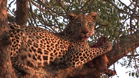 Beautiful-leopard-in-a-tree-staring-at-camera-with-a-kill-under-the-golden-orange-glow-of-the-African-sun