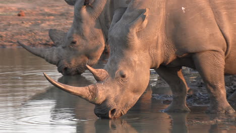 Close-medium-shot-of-white-rhinos-drinking-at-a-waterhole