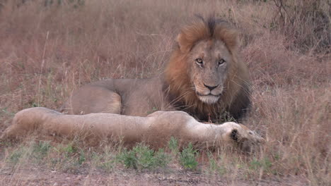 A-male-lion-resting-with-a-lioness-watches-the-camera