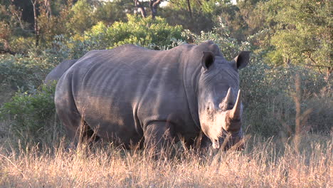 White-rhino-in-its-natural-habitat