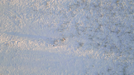 Lonely-person-walking-on-white-snowy-field,-aerial-top-down-view