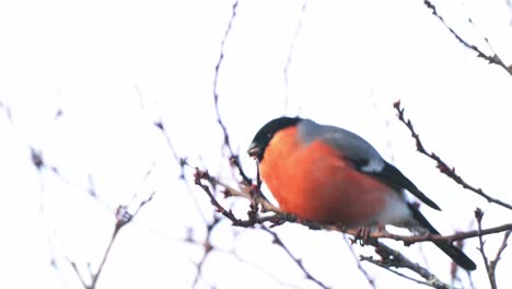 Male-Bullfinch-Perched-On-Tree-Branch-Seen-Pecking-And-Eating-Seeds