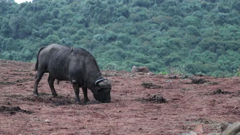 Grazing-African-Buffalo-In-The-Wilderness-Of-Aberdare-National-Park,-Kenya,-East-Africa