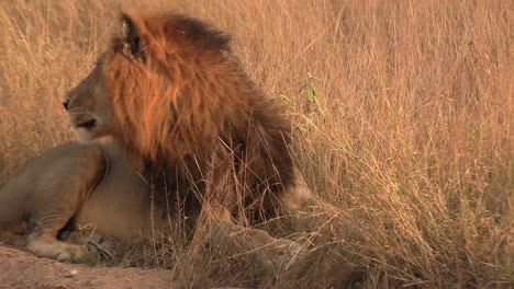 A-resting-male-lion-looks-behind-him-under-the-golden-sun-in-Africa