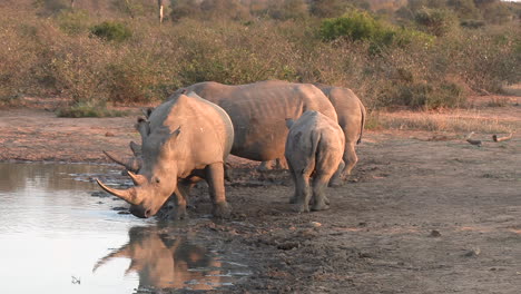 Rinocerontes-Blancos-Reunidos-En-Un-Abrevadero-En-Sudáfrica