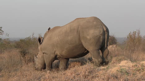 Eye-level-shot-of-a-white-rhino-grazing-in-the-dry-grass-in-Africa
