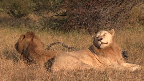 A-wild-white-male-lion-resting-in-the-grass-with-his-brother