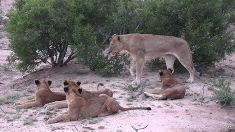 An-adult-lion-stretches-while-cubs-rest-together-in-the-dry-dirt-in-Africa