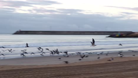 Flock-of-seagulls-are-taking-off-for-the-first-flight-of-the-day,-harmonious-overture-to-the-day's-unfolding-beauty-at-the-sea-coastline