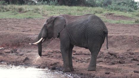 Elephant-Suck-Water-Up-Using-Its-Trunk-On-Water-Holes-Over-Safari-Park
