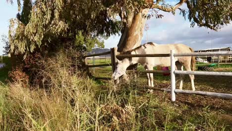 White-horse-is-pulling-his-head-through-wooden-fence-trying-to-grab-some-grass-food,-the-horse-embodies-grace,-strength,-and-timeless-elegance