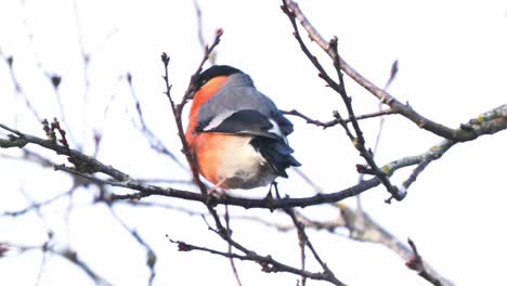 Male-Bullfinch-Perched-On-Tree-Branch-Moving-In-Wind