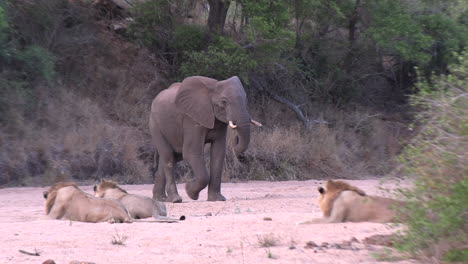 An-elephant-passes-male-lions-lying-in-the-sand-at-dusk