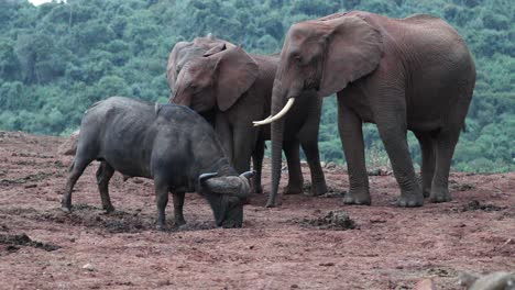 Afrikanische-Tierwelt-Mit-Kapbüffel-Und-Elefanten-Im-Nationalpark,-Kenia