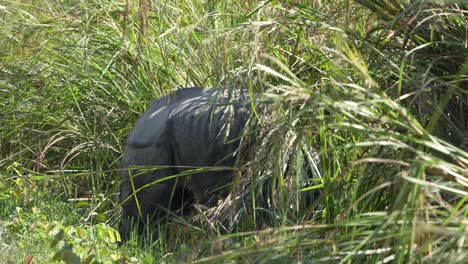A-one-horned-rhino-walking-along-a-dirt-road-before-disappearing-in-the-high-elephant-grass-in-the-Chitwan-National-Park-in-Nepal
