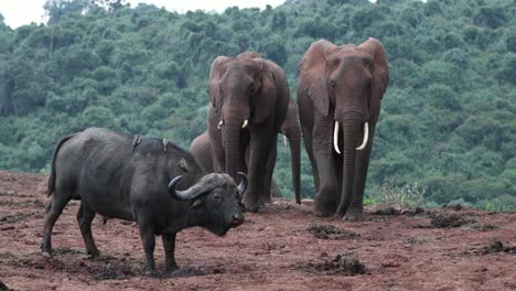 Cape-Buffalo-And-African-Bush-Elephants-In-National-Park-In-Kenya,-East-Africa