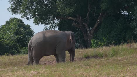 Mit-Blick-Nach-Rechts-Ernährt-Sich-Der-Indische-Elefant-Elephas-Maximus-Indicus-Am-Nachmittag-In-Einem-Nationalpark-Auf-Einem-Abfallenden-Boden,-Thailand