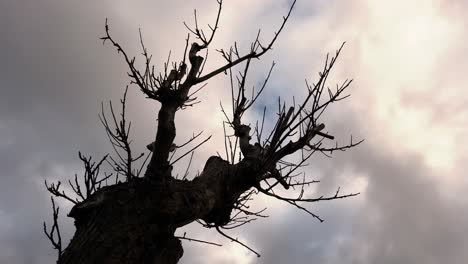 Time-lapse-of-naked-tree-branches-silhouette-against-the-dynamic-motion-of-moving-clouds,-creating-an-artsy-and-moody-concept
