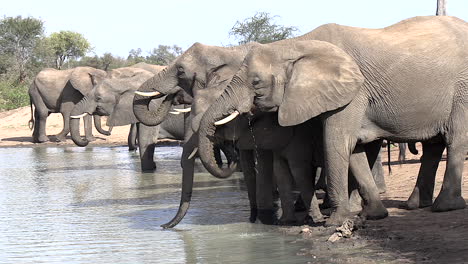 Elephants-using-their-trunks-to-drink-at-a-waterhole-in-Africa