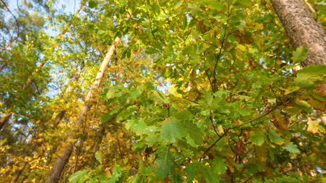 Sunny-Autumn-Forest-Near-Matarnia-In-Poland