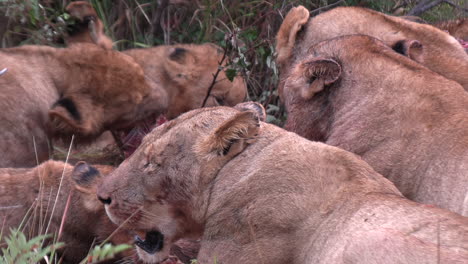 Zoom-out-on-a-pride-of-lions-feeding-together-with-multiple-generations
