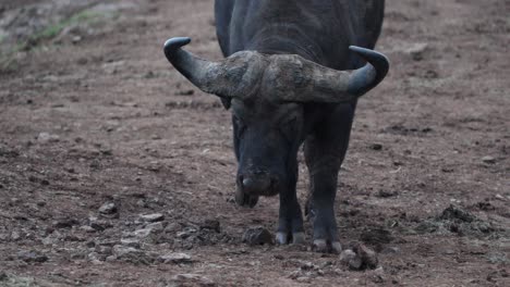 Cape-Buffalo-With-Big-Curved-Horns-Walking-In-Aberdare-National-Park,-Kenya