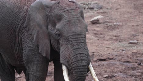 Nahaufnahme-Eines-Afrikanischen-Elefanten,-Faltiges-Gesicht-Mit-Stoßzahn.