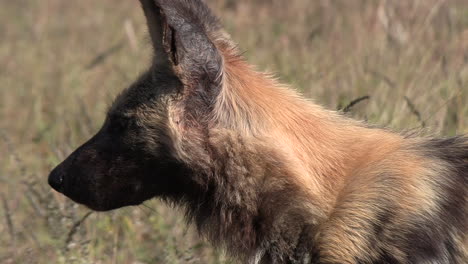 A-close-up-of-an-African-wild-dog-in-the-savannah-of-a-game-reserve
