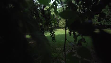 A-gimbal-shot-through-tree-leaves-ending-on-a-meadow-in-the-Schlossgarten-of-Karlsruhe