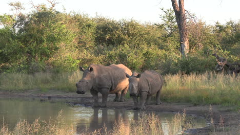 A-dehorned-female-white-rhino-with-her-calf-drinking-at-a-waterhole-in-Africa