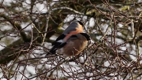 Pair-Of-Bullfinches-Perched-In-Tree