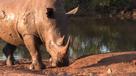 A-mud-covered-white-rhino-at-a-watering-hole-during-the-golden-evening-hour