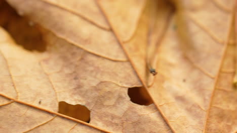 Detail-Eines-Getrockneten-Ahorn-Herbstlaubs