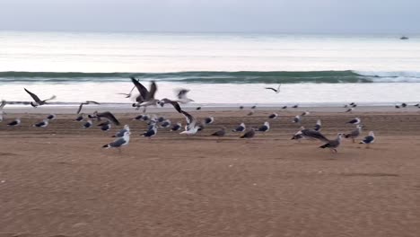 Sunrise-on-the-beach,-seagulls-are-waking-up-and-taking-off-for-the-first-flight-of-the-day,-harmonious-overture-to-the-day's-unfolding-beauty-at-the-sea-coastline