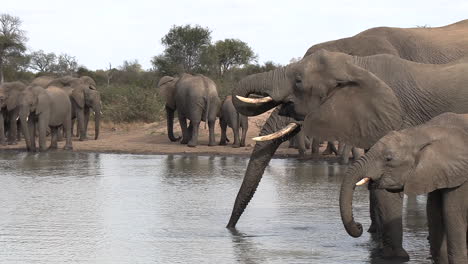 Zoom-out-of-elephants-drinking-at-a-waterhole-to-reveal-a-large-herd