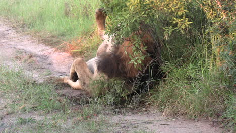 A-male-lion-rolling-in-dung-and-smelling-it-to-disguise-his-scent-before-a-hunt