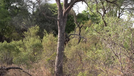 Zoom-in-on-a-leopard-pulling-its-prey-into-a-tree-to-feed-safely