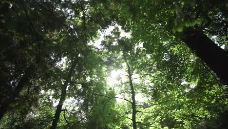 Eine-Umgekehrte-Gimbale-Aufnahme-Von-Bäumen-Im-Park-Mit-Sonneneruptionen-Im-Schlossgarten-Von-Karlsruhe