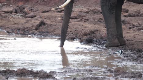 Elefante-Africano-De-Monte-Bebe-Agua-Con-Su-Trompa-En-El-Parque-De-Vida-Silvestre