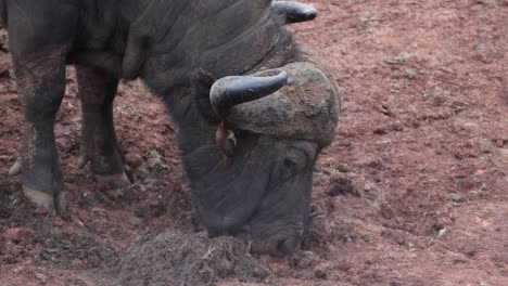 Curved-Horns-Of-A-Grazing-Cape-Buffalo-In-Aberdare-National-Park,-Kenya-Africa