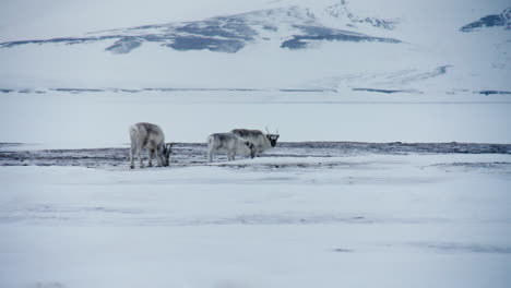 Drei-Spitzbergen-Rentiere-Stehen-Und-Fressen-In-Einer-Einsamen,-Verschneiten-Arktischen-Landschaft