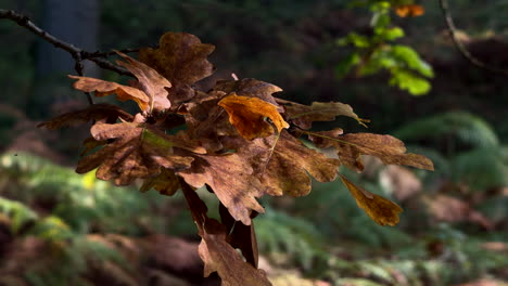 Oak-tree-leaves-take-on-their-autumn-colours-in-an-English-woodland