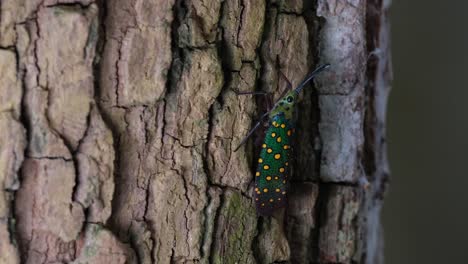 Closer-capture-as-it-is-moving-while-on-a-rough-bark-of-the-tree,-Saiva-gemmata-Lantern-Bug,-Thailand