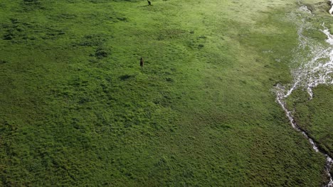Aerial-top-down-over-Australian-Kangaroos-jumping-in-green-field-of-Australia