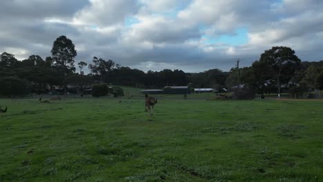 Slow-motion-of-Kangaroos-jumping-on-green-field-at-sunset-in-Australia