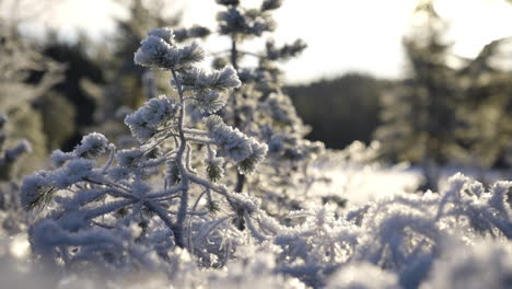 Shot-of-a-small-pine-tree-covered-in-rime-ice