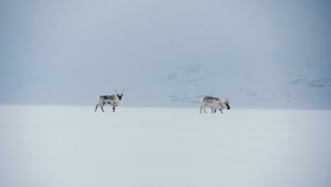 Three-Svalbard-reindeers-walking-slowly-through-arctic-snowy-landscape